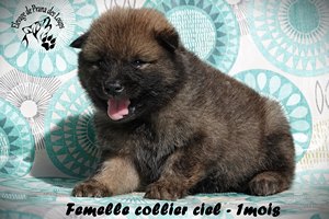 chiot eurasier