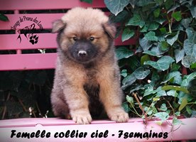 chiot eurasier