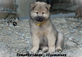 chiot eurasier