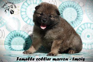 chiot eurasier