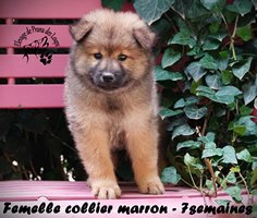 chiot eurasier