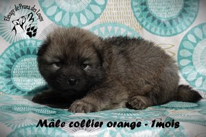 chiot eurasier