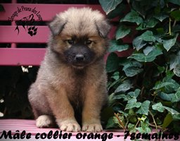 chiot eurasier