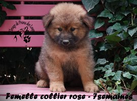 chiot eurasier