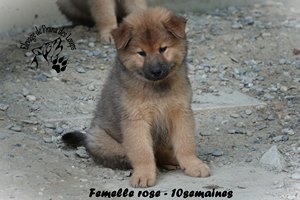 chiot eurasier