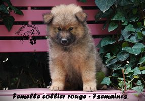 chiot eurasier