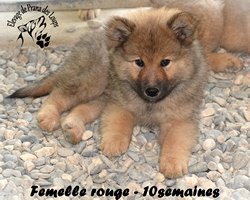 chiot eurasier