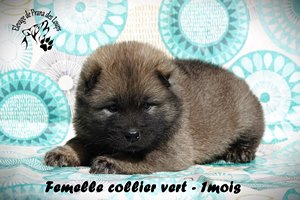 chiot eurasier