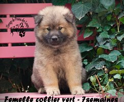 chiot eurasier