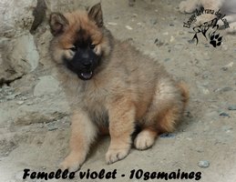 chiot eurasier