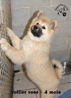 chiot eurasier