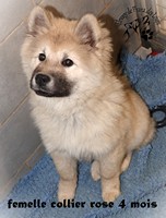 chiot eurasier