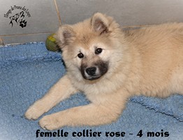 chiot eurasier