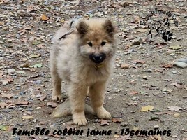 chiot eurasier