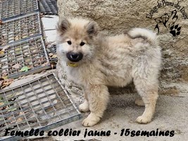 chiot eurasier