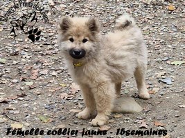 chiot eurasier