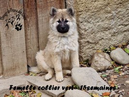 chiot eurasier