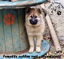 chiot eurasier