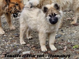 chiot eurasier