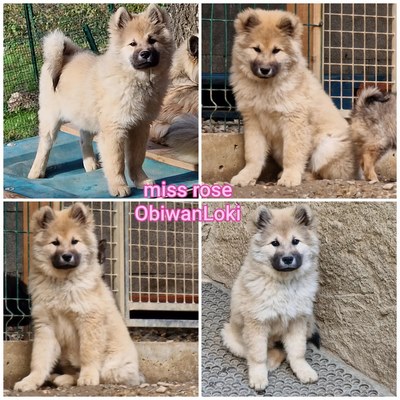 chiot eurasier