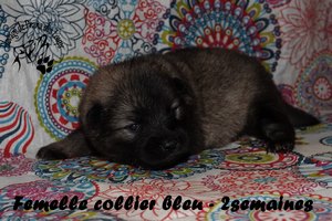 chiot eurasier