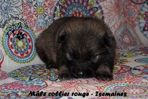 chiot eurasier