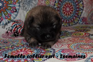 chiot eurasier