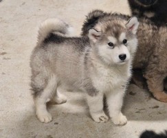 chiot malamute