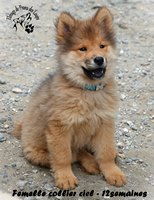 chiot eurasier