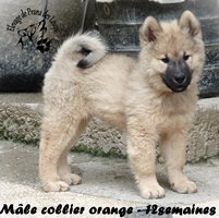 chiot eurasier