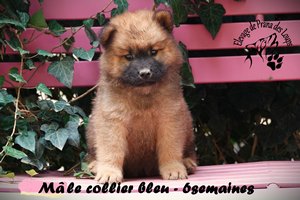 chiot eurasier