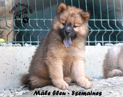 chiot eurasier