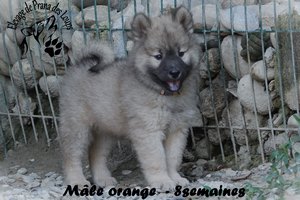 chiot eurasier