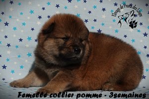 chiot eurasier