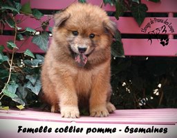 chiot eurasier