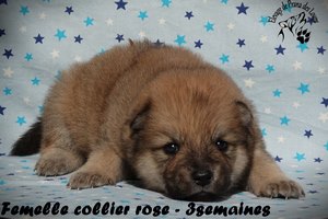 chiot eurasier