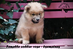 chiot eurasier