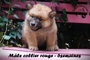 chiot eurasier