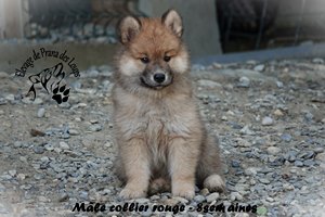 chiot eurasier