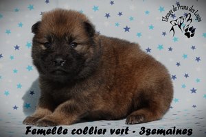 chiot eurasier