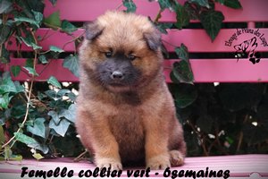 chiot eurasier