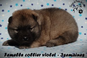 chiot eurasier