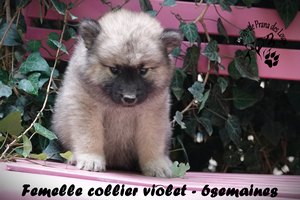 chiot eurasier