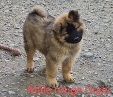 chiot eurasier