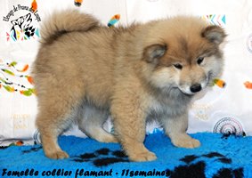 chiot eurasier