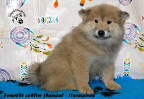 chiot eurasier