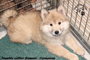 chiot eurasier