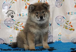 chiot eurasier