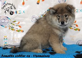 chiot eurasier