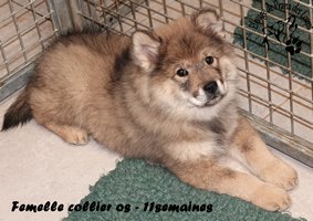 chiot eurasier